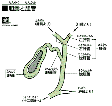 胆のう 胆嚢 とは 胆石ｎａｖｉ